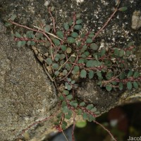 Euphorbia thymifolia L.